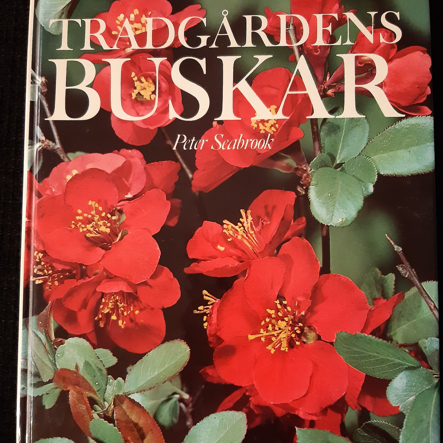 Trädgårdens buskar