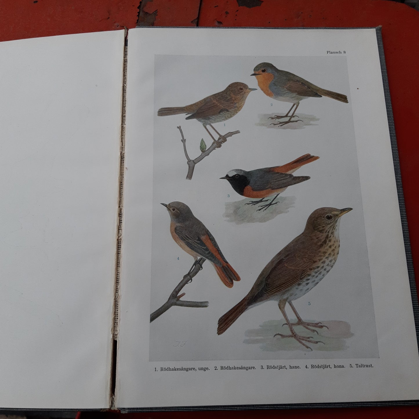 fåglar i våra trädgårdar