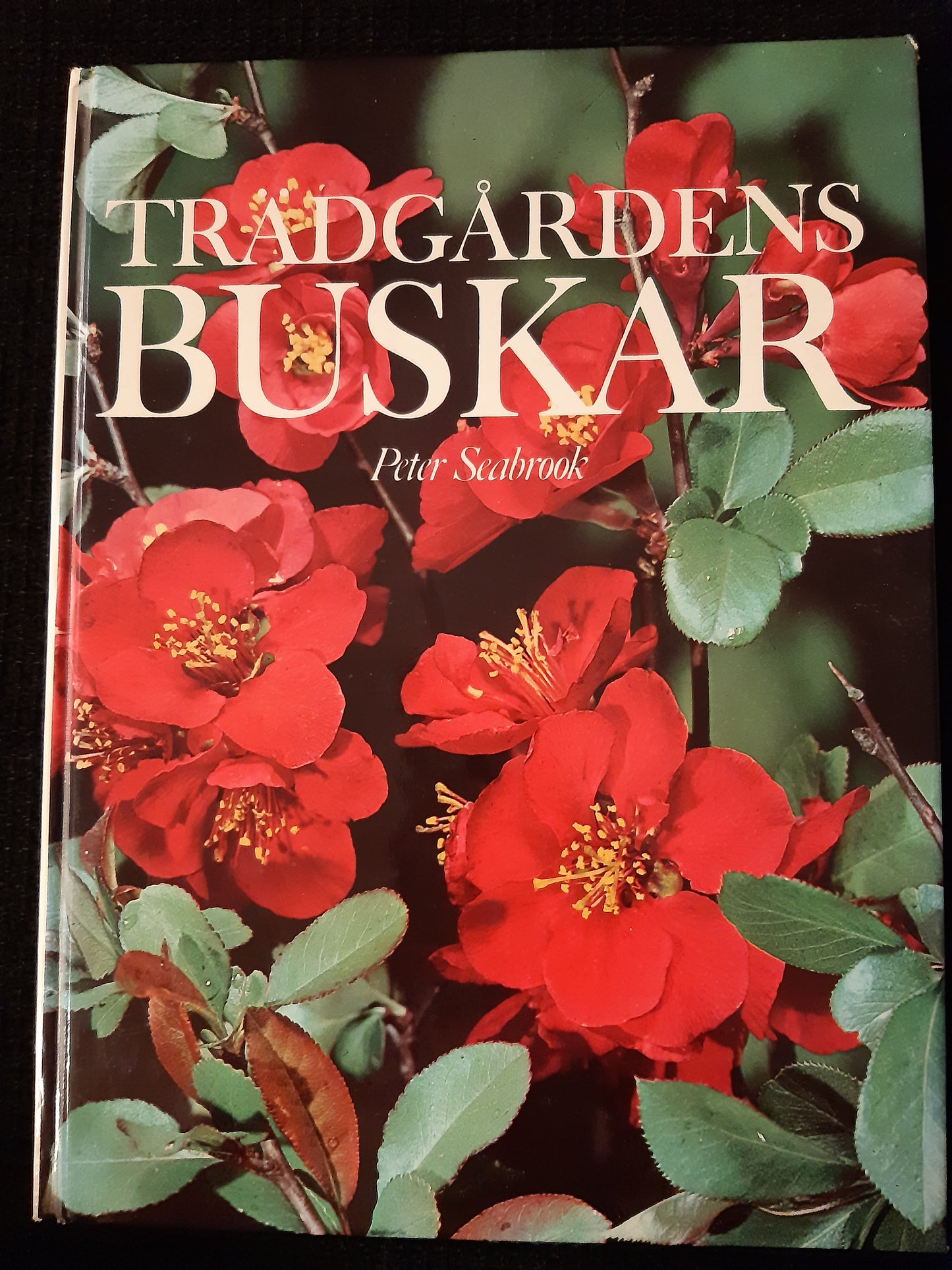 trädgårdens buskar