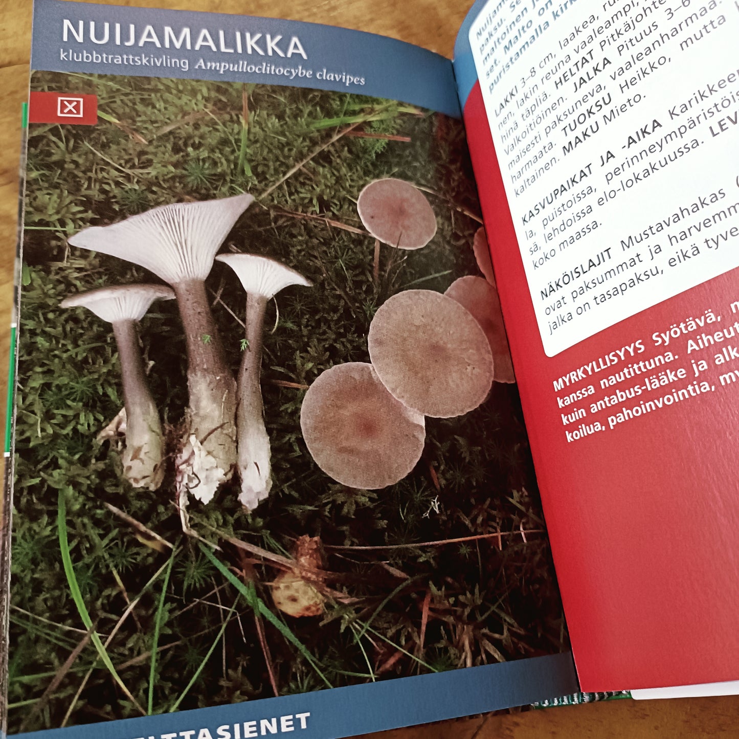 Sieniopas - Taskukirja sienten tunnistukseen