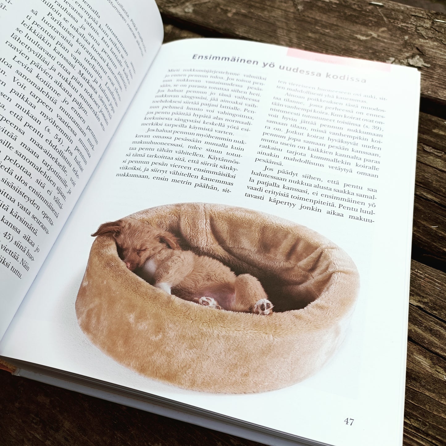 Pennun kasvatus - Pennusta kunnon koiraksi