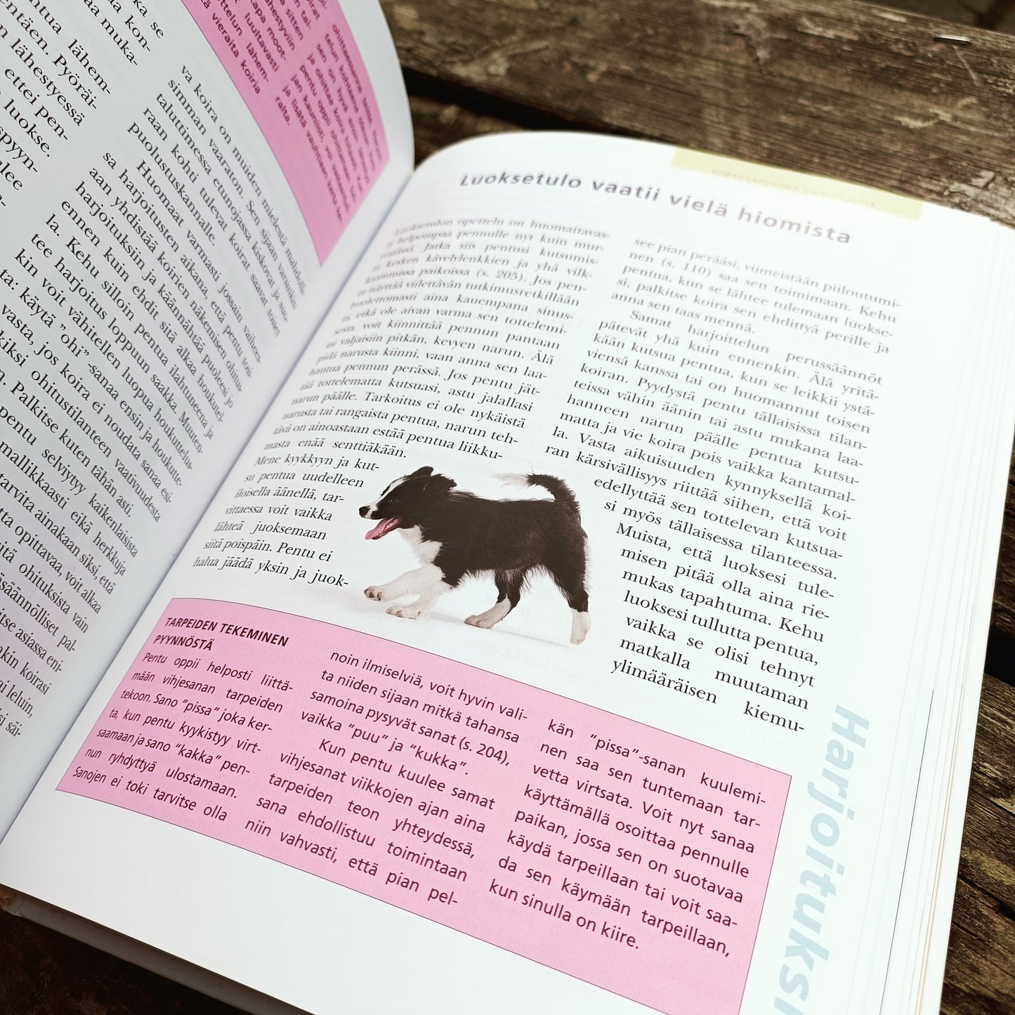 Pennun kasvatus - Pennusta kunnon koiraksi